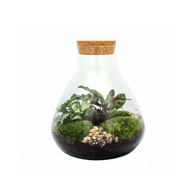 Terrariums