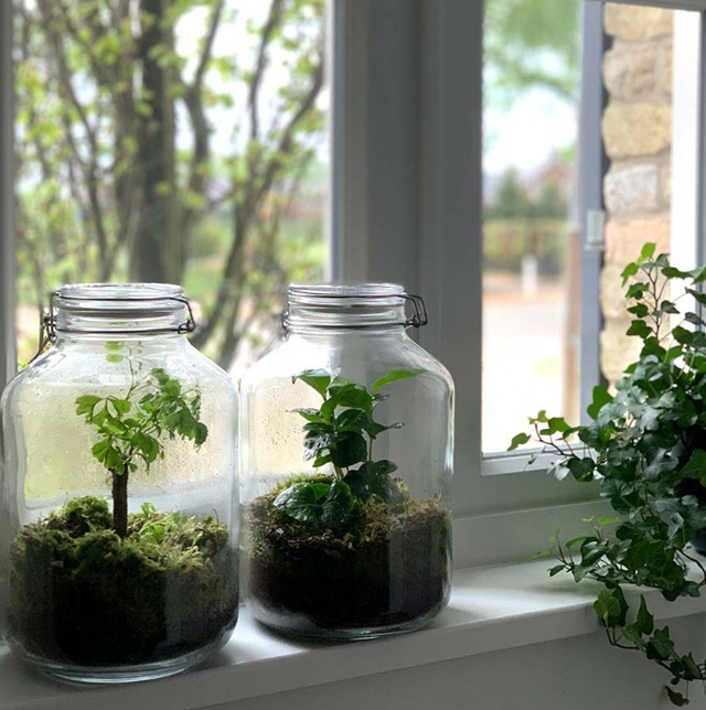 DIY Jar Terrariums