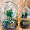 All plants terrariums