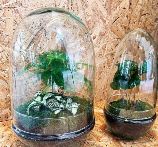 All plants terrariums