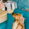 Animal care
