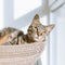 Cat Beds