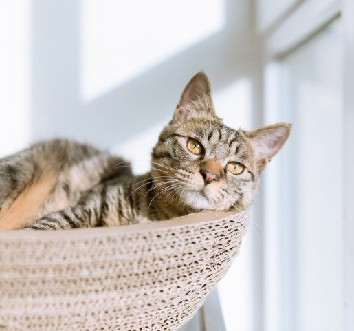 Cat Beds