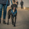 Dog Leash