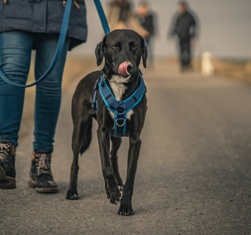 Dog Leash