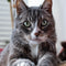 For Cats