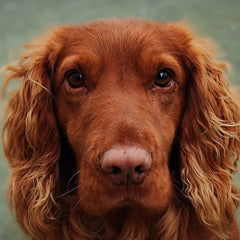 Collection image for: For dogs