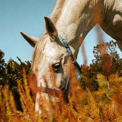 Collection image for: For Horses