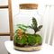 Plant terrariums