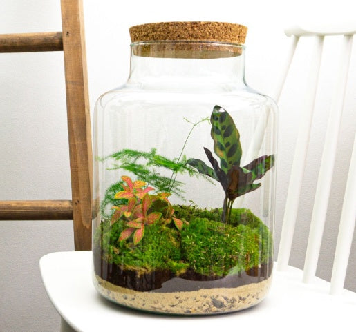 Plant terrariums