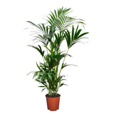 Collection image for: House plants