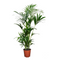 House plants