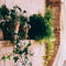 Small plants