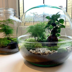 Collection image for: Terrarium with lights