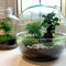 Terrarium with lights