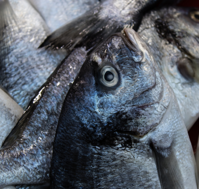 Fish