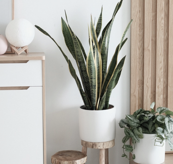 Home & garden