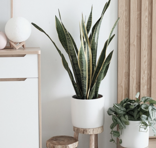 Home & garden