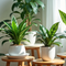 Plants