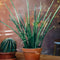 XXL Plants