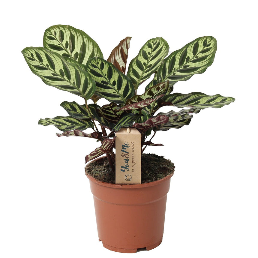 Calathea Makoyana - ↑ 40-50 cm  - Size Ø 21 cm