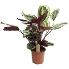 Calathea 'Marion' XL - ↑ 50-60 cm  - Size Ø 21 cm