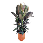 Ficus Elastica ‘Abidjan’ XL - ↑ 80-100 cm  - Size Ø 24 cm