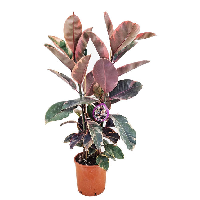 Ficus Elastica Belize XL - ↑ 80-100 cm  - Size Ø 24 cm