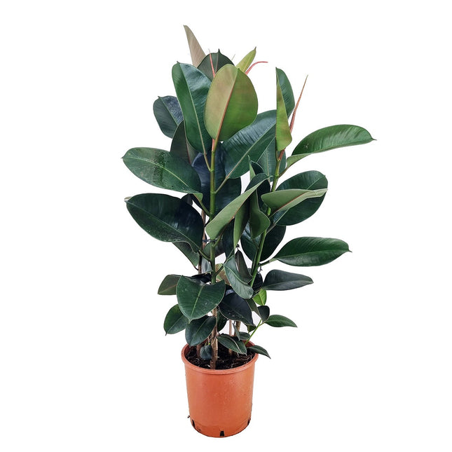 Ficus Elastica 'Robusta' XL - ↑ 80-100 cm  - Size Ø 24 cm