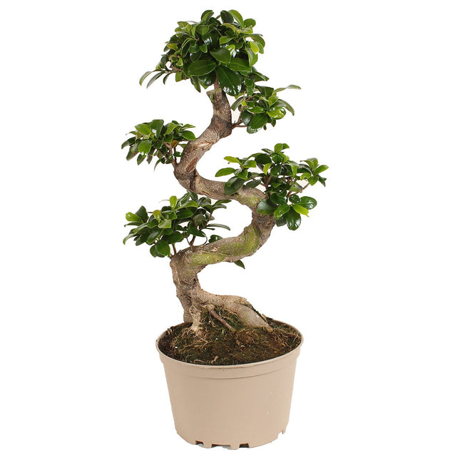 Bonsai Tree - Japanese - ↑ 60-80 cm  - Size Ø 22 cm