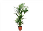 Kentia Extra Large - Indoor palm - ↑ 90-100 cm