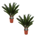 King Sago palmtrees - Set of 2 - ↑ 50-60 cm  - Size Ø 15 cm