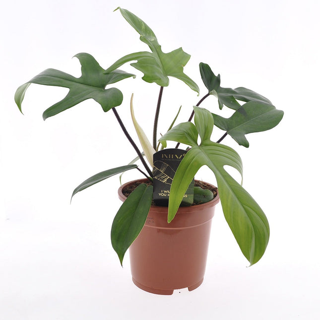 Philodendron Florida Green - ↑ 40-50 cm  - Size Ø 17 cm