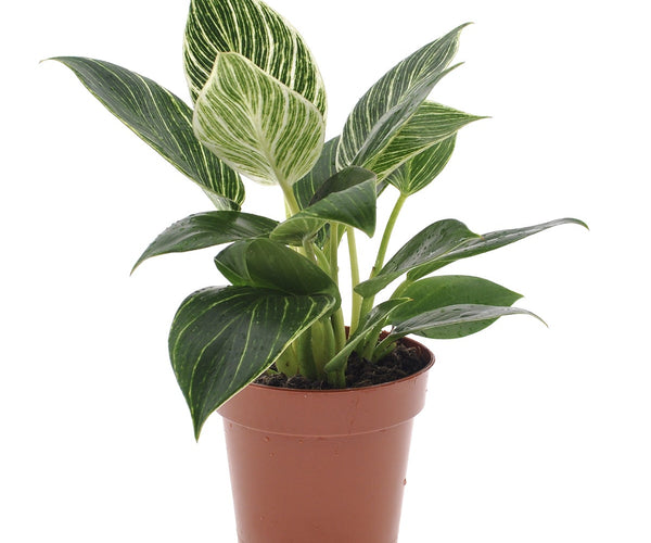 velvet philodendron Philodendron Micans main image 0