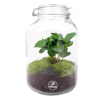 Jar Terrarium Kit • Coffea Arabica • Ecosystem with plants • ↑ 28 cm