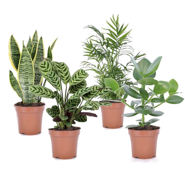 Mix of 4 oersterke ‘Easy-care’ plants - ↑ 25-40 cm  - Size Ø 12 cm