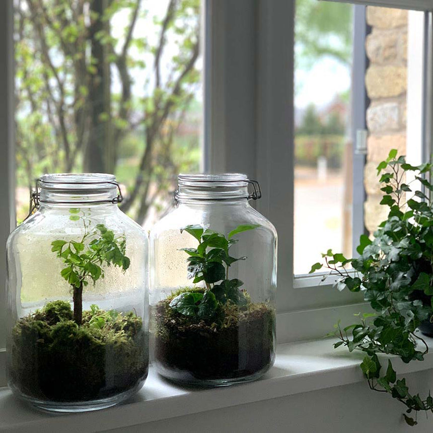 Jar Terrarium Kit • Coffea Arabica • Ecosystem with plants • ↑ 28 cm